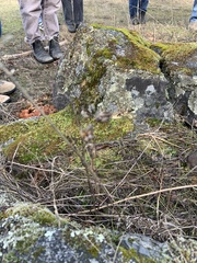 Camassia quamash