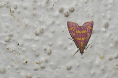Pyrausta tyralis