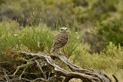 Athene cunicularia