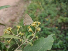 Contrafacia catharina