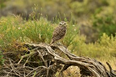 Athene cunicularia