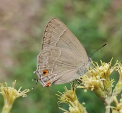 Contrafacia catharina