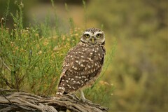 Athene cunicularia