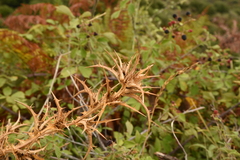 Scolymus hispanicus hispanicus