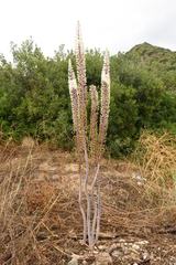 Drimia maritima