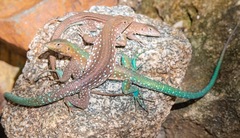 Cnemidophorus arubensis