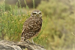 Athene cunicularia