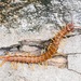 Amazonian Giant Centipede - Photo (c) John Serrao, some rights reserved (CC BY-NC), uploaded by John Serrao
