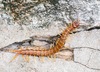Amazonian Giant Centipede - Photo (c) John Serrao, some rights reserved (CC BY-NC), uploaded by John Serrao