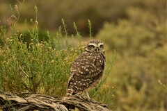 Athene cunicularia
