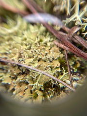 Cladonia strepsilis