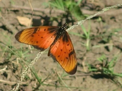 Acraea natalica
