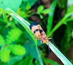 Dycladia