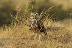 Athene cunicularia