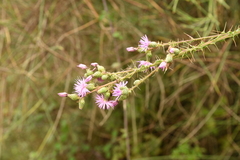 Cirsium creticum