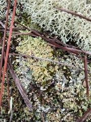 Cladonia strepsilis