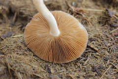 Bolbitius coprophilus