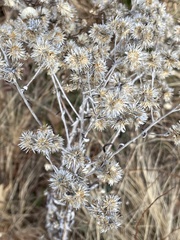 Pseudognaphalium obtusifolium