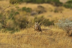 Athene cunicularia