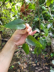 Smilax coriacea