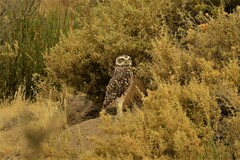 Athene cunicularia