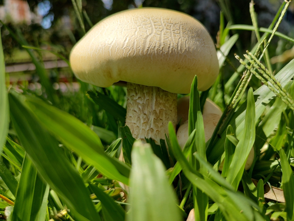 Macrocybe titans · January 2023 · photo: © biologodepracinha (iNaturalist, cc-by)
