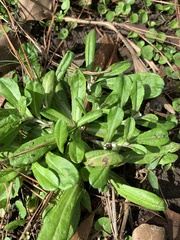 Gamochaeta americana