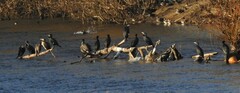 Phalacrocorax carbo
