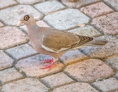 Patagioenas corensis
