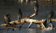 Phalacrocorax carbo