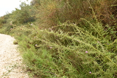Cirsium creticum
