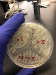 Escherichia coli