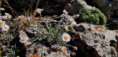 Erigeron tener