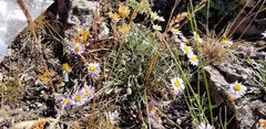 Erigeron tener