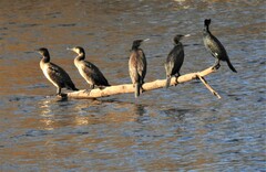 Phalacrocorax carbo