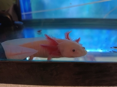 Ambystoma mexicanum