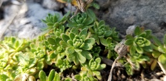 Draba maguirei