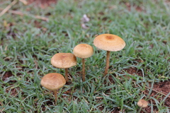 Agrocybe pediades