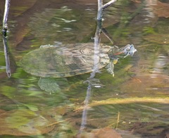 Trachemys scripta elegans
