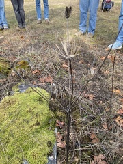 Lomatium nudicaule