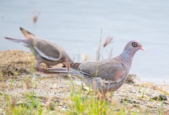 Patagioenas corensis