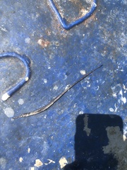 Leptonotus blainvilleanus