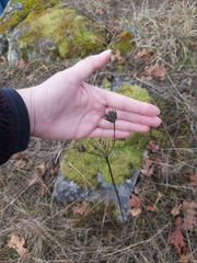 Lomatium nudicaule