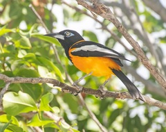 Icterus icterus