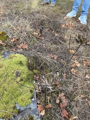 Lomatium nudicaule