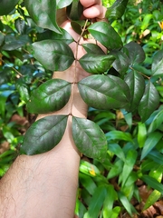 Eugenia biflora