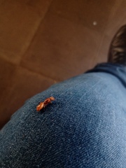 Cephalotes clypeatus