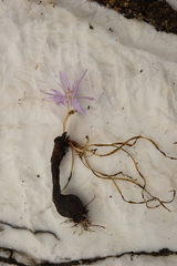 Colchicum parlatoris