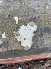 Trapelia placodioides