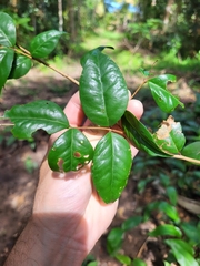 Eugenia biflora